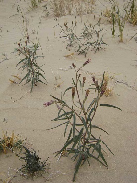 These plants look like a cross between a daisy and a milkweed