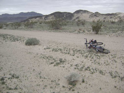 A carpet of low, ground-hugging plants casts an almost lush green tint over this area near Sands