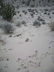 On the way back down the hill to the bike, I notice a few verbena-like flowers