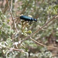 Near my tent, this shiny black bug is having fun climbing a bush