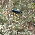 Near my tent, this shiny black bug is having fun climbing a bush