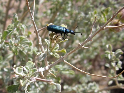 Near my tent, this shiny black bug is having fun climbing a bush