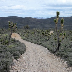 Day 3: South McCullough Mountains Wilderness area to Searchlight, Nevada by bicycle