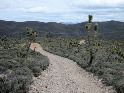 It's a great ride rolling downward toward the McCullough Mountains powerline road