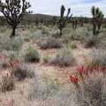 I spot a few Indian paintbrush flowers near the road on the northeast side of Wee Thump Wilderness