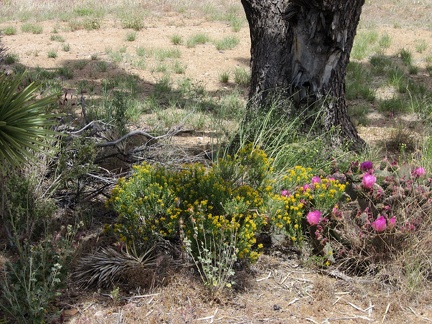 At around 4200 feet, I'm starting to see just a few wildflowers in the Wee Thump Wilderness area