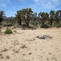 Nearby, a campsite and fire ring are on the other side of the road from the Wee Thump Wilderness