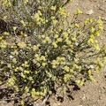  Along the Wee Thump Wilderness road, I see some yellow buckwheat-like flowers that I'm not familiar with