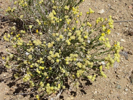  Along the Wee Thump Wilderness road, I see some yellow buckwheat-like flowers that I'm not familiar with