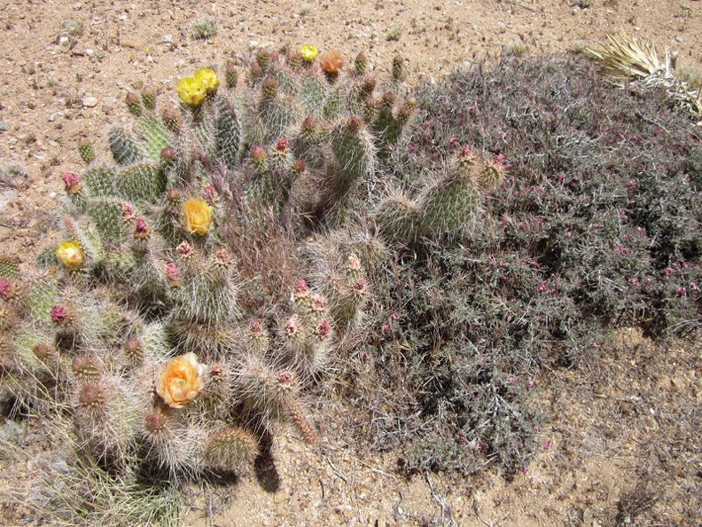 Yellow and peach cactus flowers next to the small pink blooms of range ratany, adjacent Wee Thump Wilderness, Nevada