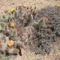 Yellow and peach cactus flowers next to the small pink blooms of range ratany, adjacent Wee Thump Wilderness, Nevada