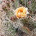 Cactus-flower close-up, next to Wee Thump Wilderness, Nevada
