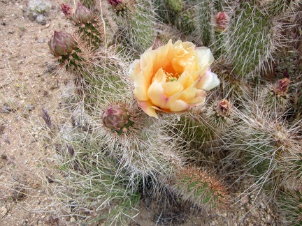 Cactus-flower close-up, next to Wee Thump Wilderness, Nevada