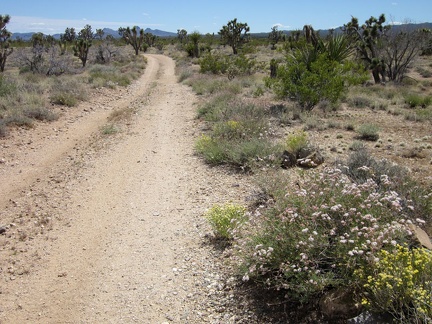This part of the Wee Thump Wilderness road sports some pink buckwheat blooms