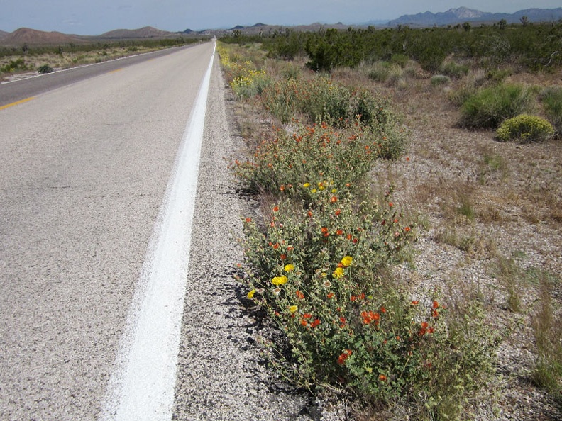 A few bouquets of yellow and orange dress up the seven-mile straight-line ride to Searchlight, visible even from here