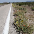 A few bouquets of yellow and orange dress up the seven-mile straight-line ride to Searchlight, visible even from here