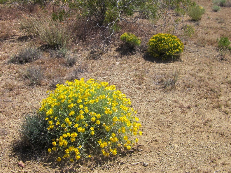 Close to Searchlight along Nevada 164, I notice a few of these yellow domes