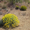 Close to Searchlight along Nevada 164, I notice a few of these yellow domes