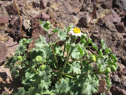 Here and there, I run into a few of these flowers on the slopes of Sleeping Beauty, mostly in relatively shaded areas