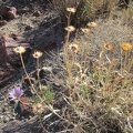 There are a few Mojave asters flowering here today, which I don't expect in November