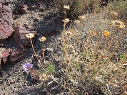 There are a few Mojave asters flowering here today, which I don't expect in November