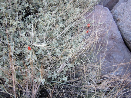 A few very early Desert mallow blossoms are about to open in this Sleeping Beauty canyon