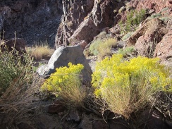 I pass a patch of brilliant rabbitbrush on the way down this Sleeping Beauty canyon