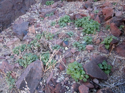 On the way up the steep, rocky hill, I notice many of those daisy-like plants of which I've seen many today