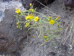 I've seen several of these little yellow flowers on today's hike