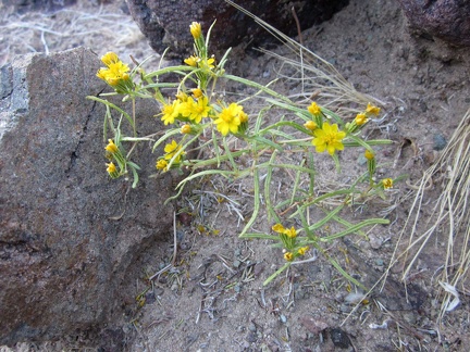 I've seen several of these little yellow flowers on today's hike