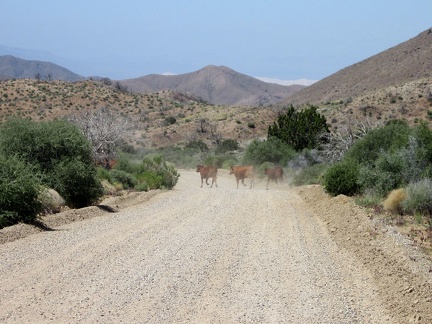 As I ride down Wild Horse Canyon Road, a few cows start to cross, but I end up inadvertently chasing them