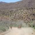 After 5 minutes, the cows are still running down Wild Horse Canyon Road, with me chasing them on my bicycle