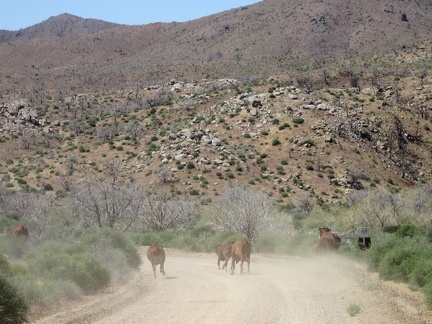 After 5 minutes, the cows are still running down Wild Horse Canyon Road, with me chasing them on my bicycle