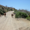 We come around a bend by Macedonia Canyon Road and start heading uphill; the cows aren't running quite so quickly anymore