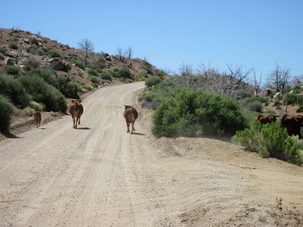 We come around a bend by Macedonia Canyon Road and start heading uphill; the cows aren't running quite so quickly anymore