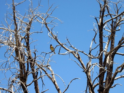 A yellow-chested bird watches me begin the hike up the steep hill above Bluejay Mine