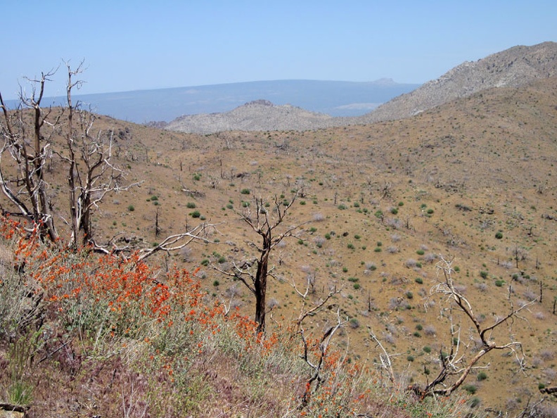 I soon make it high enough up the hill to have a view across the Providence Mountains to the subtle curve of Cima Dome