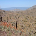 I soon make it high enough up the hill to have a view across the Providence Mountains to the subtle curve of Cima Dome