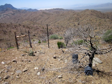 My route ahead is the Providence Mountains saddle to the right; I pass through an old range fence here