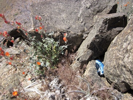 Hiding in the rocks on Providence Mountains Hill 1624 is a crushed "Bud Light" can