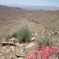 A few bright-pink dudleya stems brighten up the landscape as I follow the ridge down into Globe Canyon