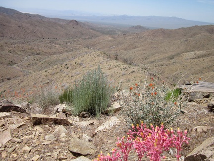 A few bright-pink dudleya stems brighten up the landscape as I follow the ridge down into Globe Canyon