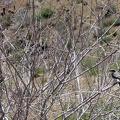 As I arrive in Globe Canyon, I notice a few black-striped birds flitting about in a catclaw bush