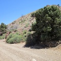 I'm on Globe Canyon Road now, starting the uphill hike toward Summit Spring, and pass a couple of old trees, still alive