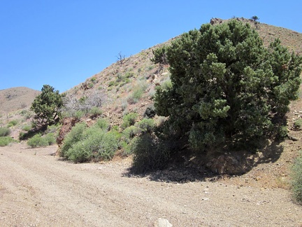 I'm on Globe Canyon Road now, starting the uphill hike toward Summit Spring, and pass a couple of old trees, still alive