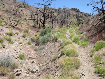 Globe Canyon Road becomes rather indistinct after a while