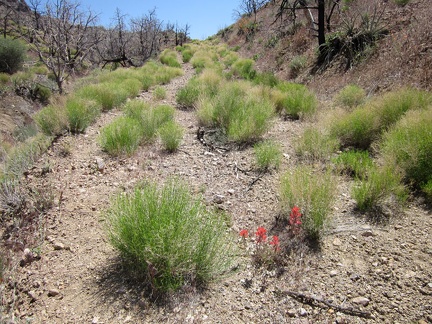 I turn a bend on Globe Canyon Road and have a short and steady uphill in front of me