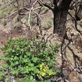 Under a burnt tree, two plants try to trick me: the yellow flowers don't belong to the the green patch of foliage