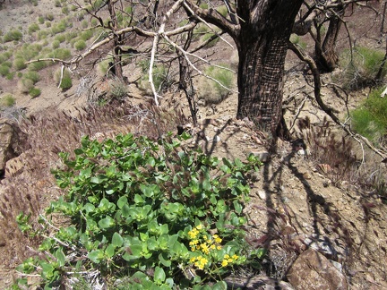 Under a burnt tree, two plants try to trick me: the yellow flowers don't belong to the the green patch of foliage