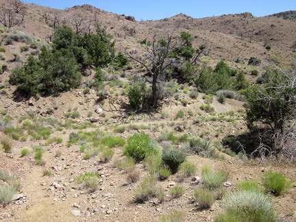 Approaching Summit Spring, the now-faint Globe Canyon Road levels out